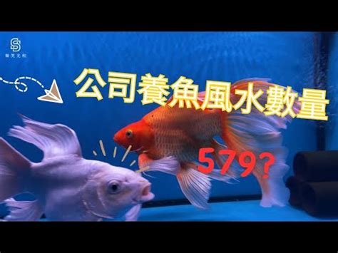 養魚數量吉數|養對魚數：財運滾滾來